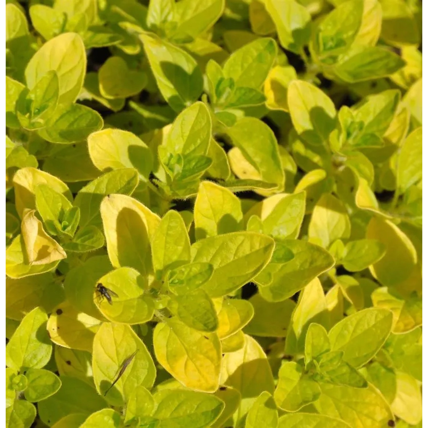 Wilder Majoran Norton Gold - Origanum vulgare