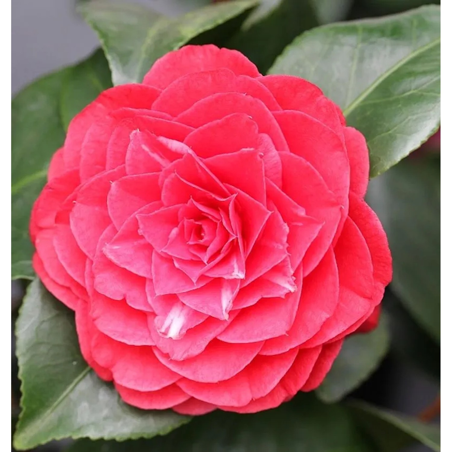 Kamelie Lady Campbell 40-60cm - Camellia japonica