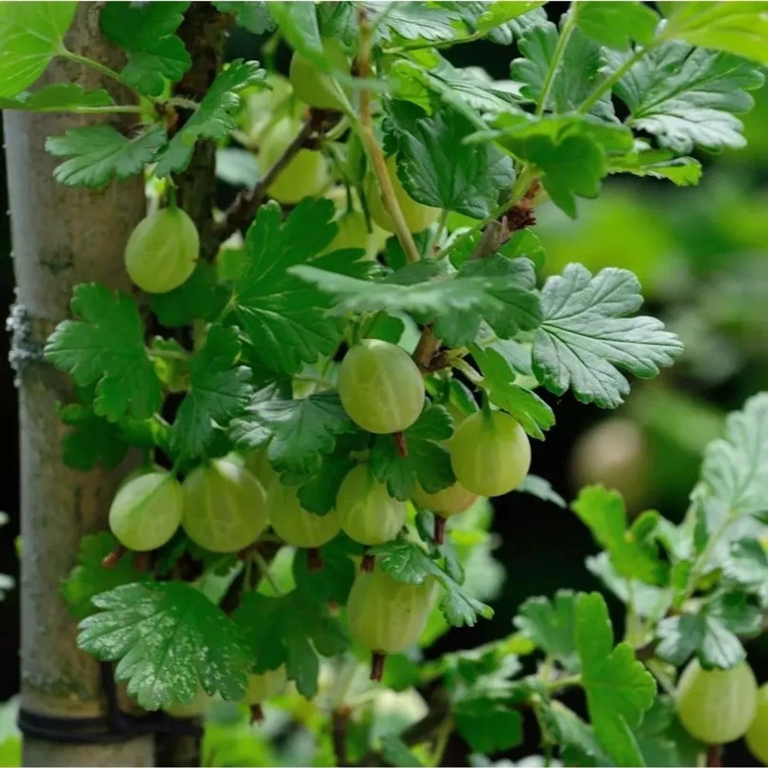 Hochstamm Stachelbeere Captivator 100-125cm - Ribes uva-crispa