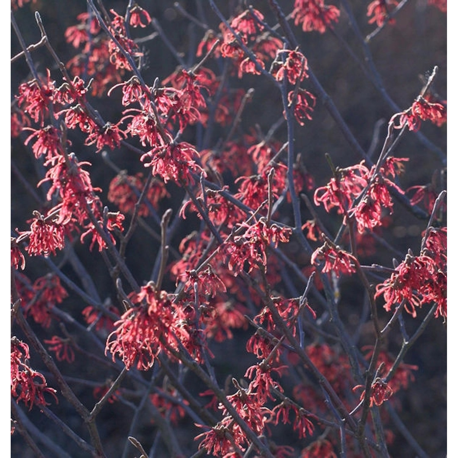 Zaubernuß Washington Park 30-40cm - Hamamelis intermedia günstig online kaufen