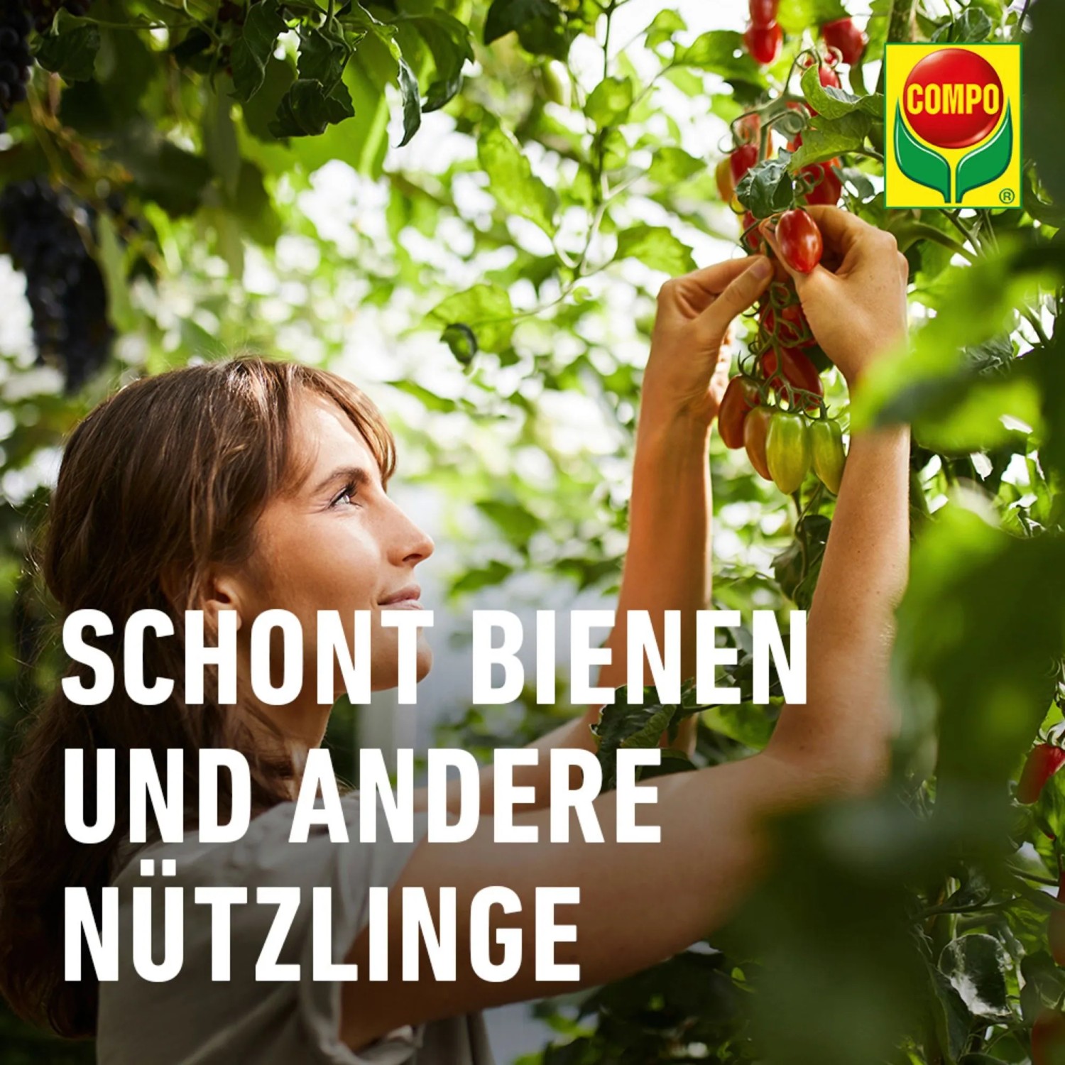 Frau behandelt Tomatenpflanze mit Compo Ortiva Pilz-frei. Rosenschutz für gesunde Pflanzen.