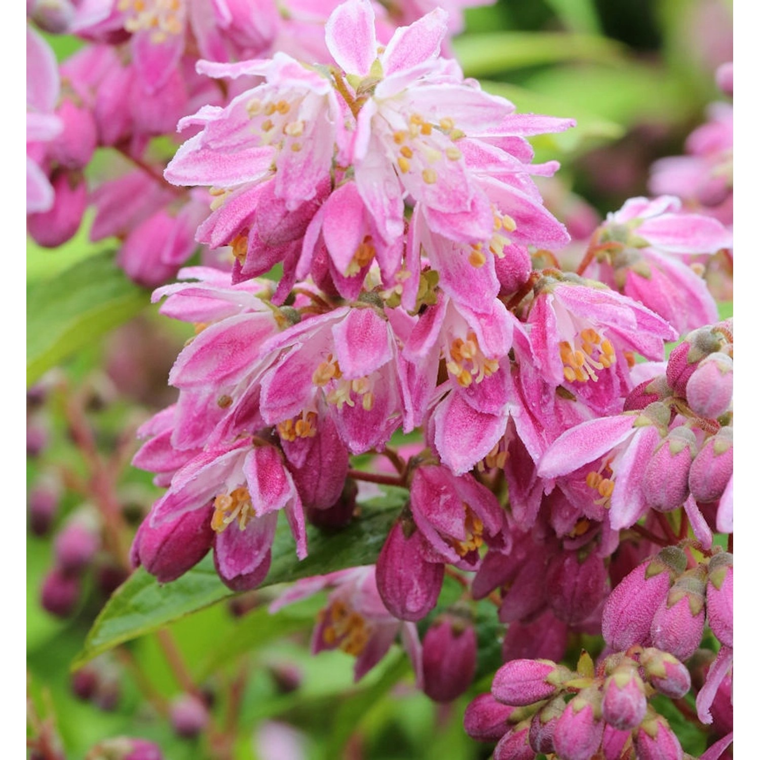 Rosendeutzie Strawberry Field 80-100cm - Deutzia hybrida günstig online kaufen