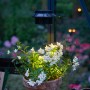 Juliana LED Solar Lampe Schwarz im Gewächshaus, beleuchtet Topfpflanze mit weißen Blüten.