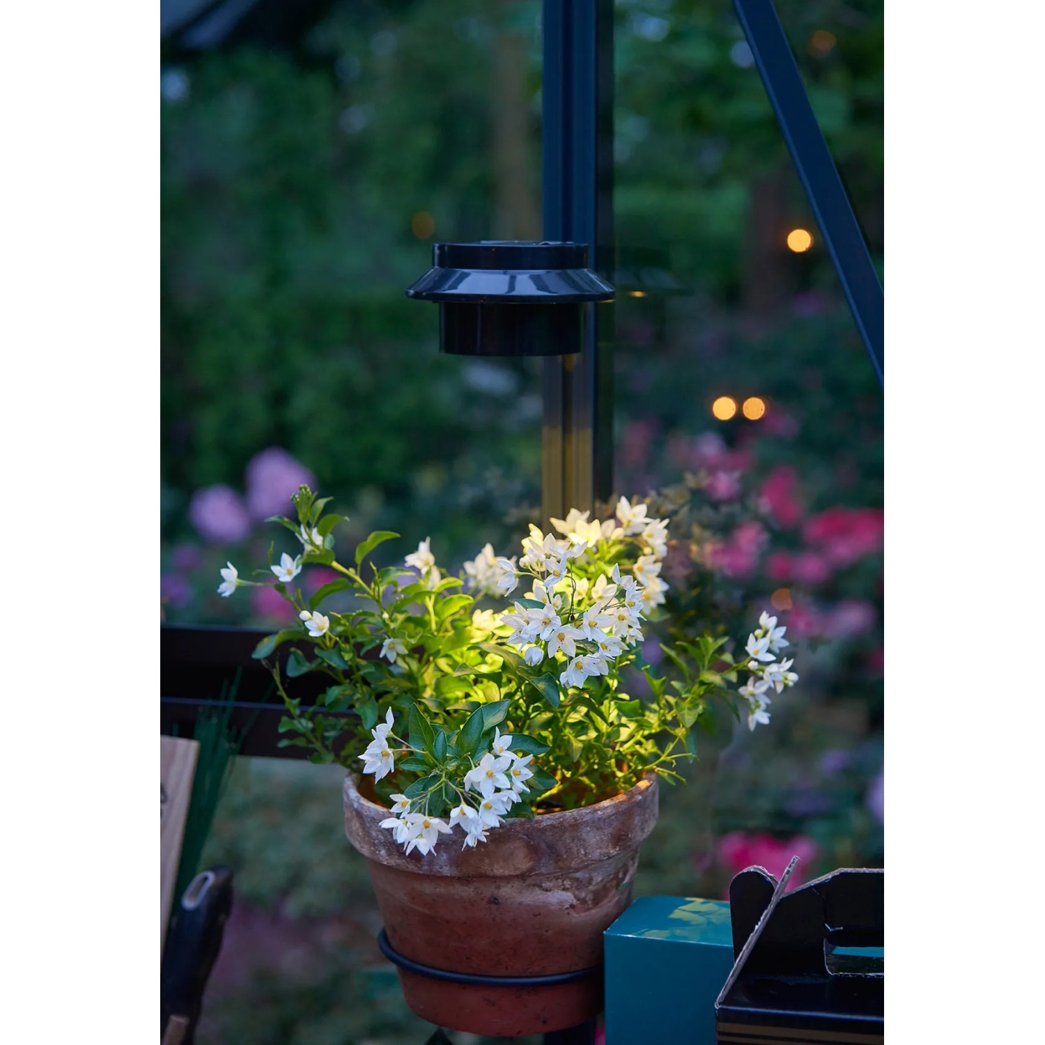 Juliana LED Solar Lampe Schwarz im Gewächshaus, beleuchtet Topfpflanze mit weißen Blüten.