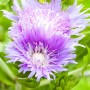 Nahaufnahme der blauen Kornblume (Stokesia Laevis) im 9x9 cm Topf. Blühende Zimmerpflanze mit intensiven Blüten.