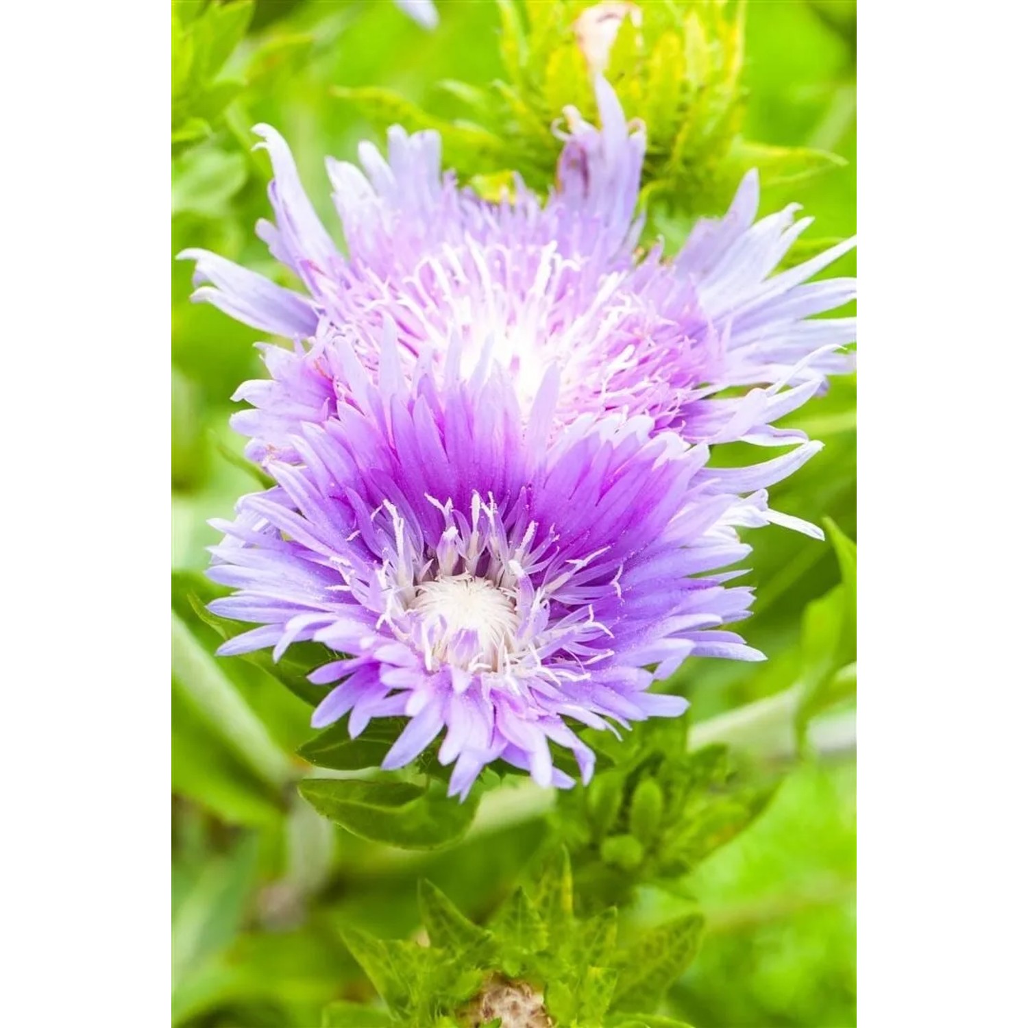 Nahaufnahme der blauen Kornblume (Stokesia Laevis) im 9x9 cm Topf. Blühende Zimmerpflanze mit intensiven Blüten.