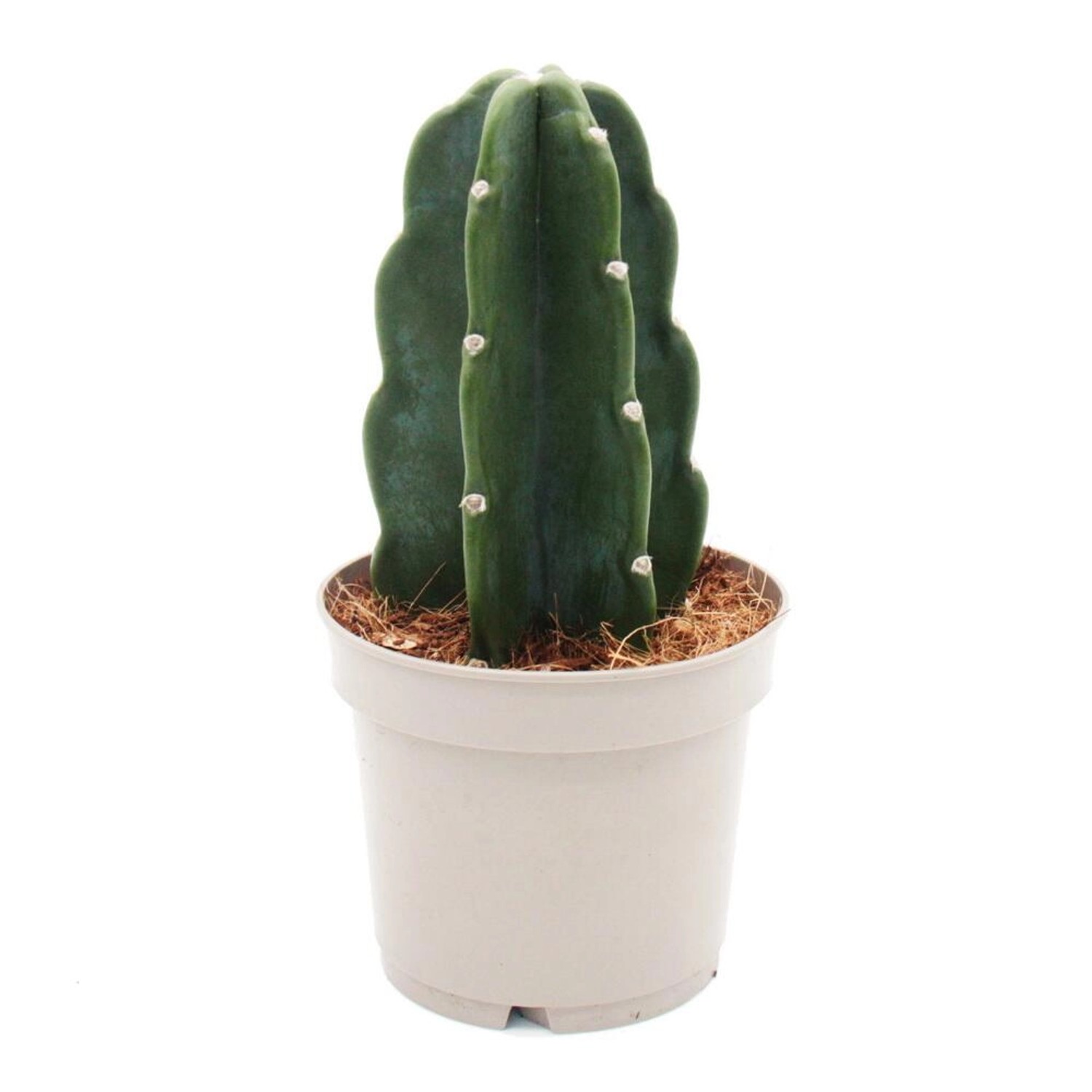 Exotenherz Cuddly Kaktus Der Kaktus Zum Kuscheln Ohne Stacheln Neuheit 12cm Topf