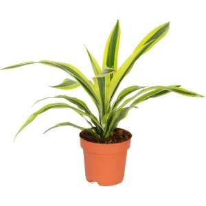 Drachenbaum Deremensis im Topf, grün-gelbe Blätter. Dekorative Zimmerpflanze von GROW by OBI.