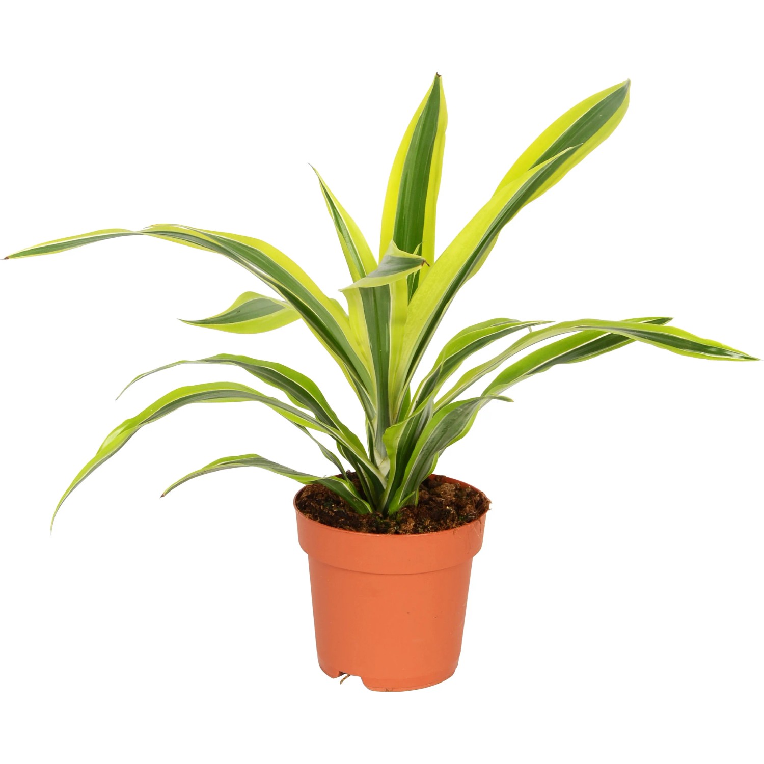 GROW by OBI Drachenbaum Dracaena Fragrans  17 cm kaufen bei OBI