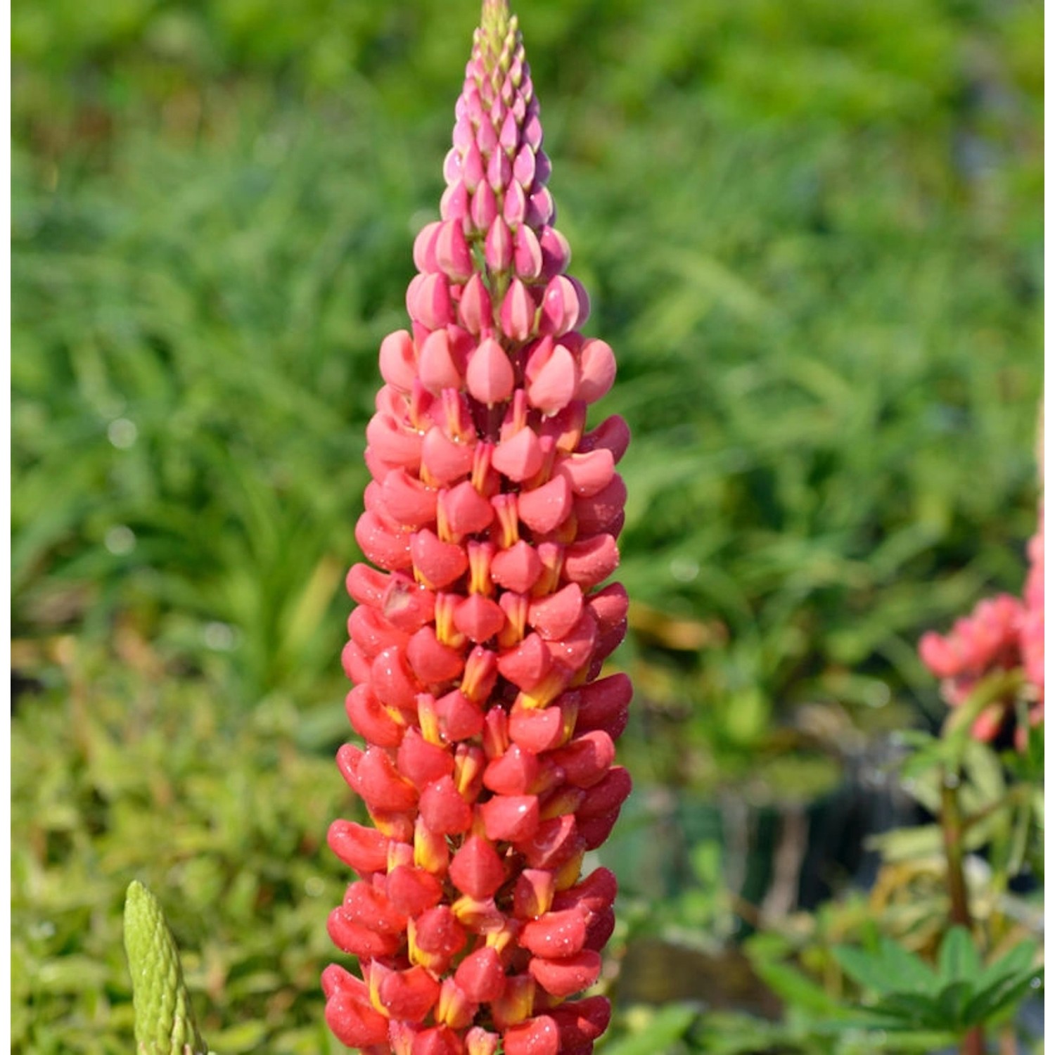 Gartenlupinie Mein Schloß - Lupinus polyphyllus günstig online kaufen