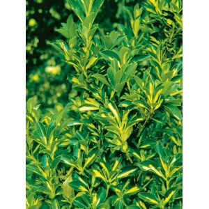 Immergrüner OBI Japanischer Spindelstrauch Elegantissimus Aureus mit goldgelben Blättern.