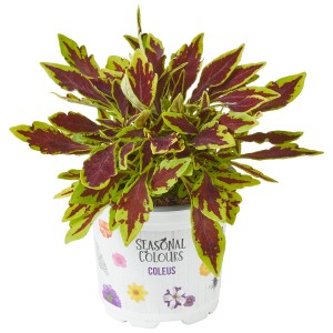 Buntnessel im Topf, Sortenmix mit grün-roten Blättern. Dekorative Blattschmuckpflanze für Balkon und Garten.