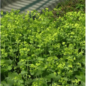 Frauenmantel 'Thriller' (Alchemilla mollis) mit grünen Blättern und gelb-grünen Blüten.