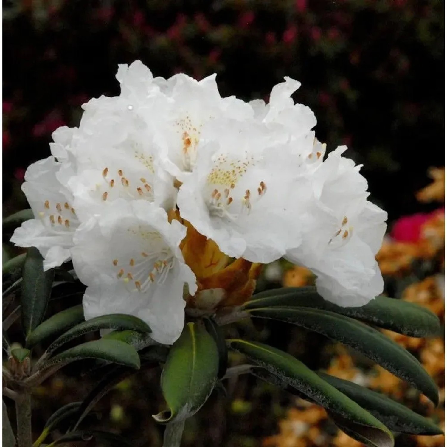 INKARHO - Rhododendron Yaku Angel 15-20cm - Alpenrose