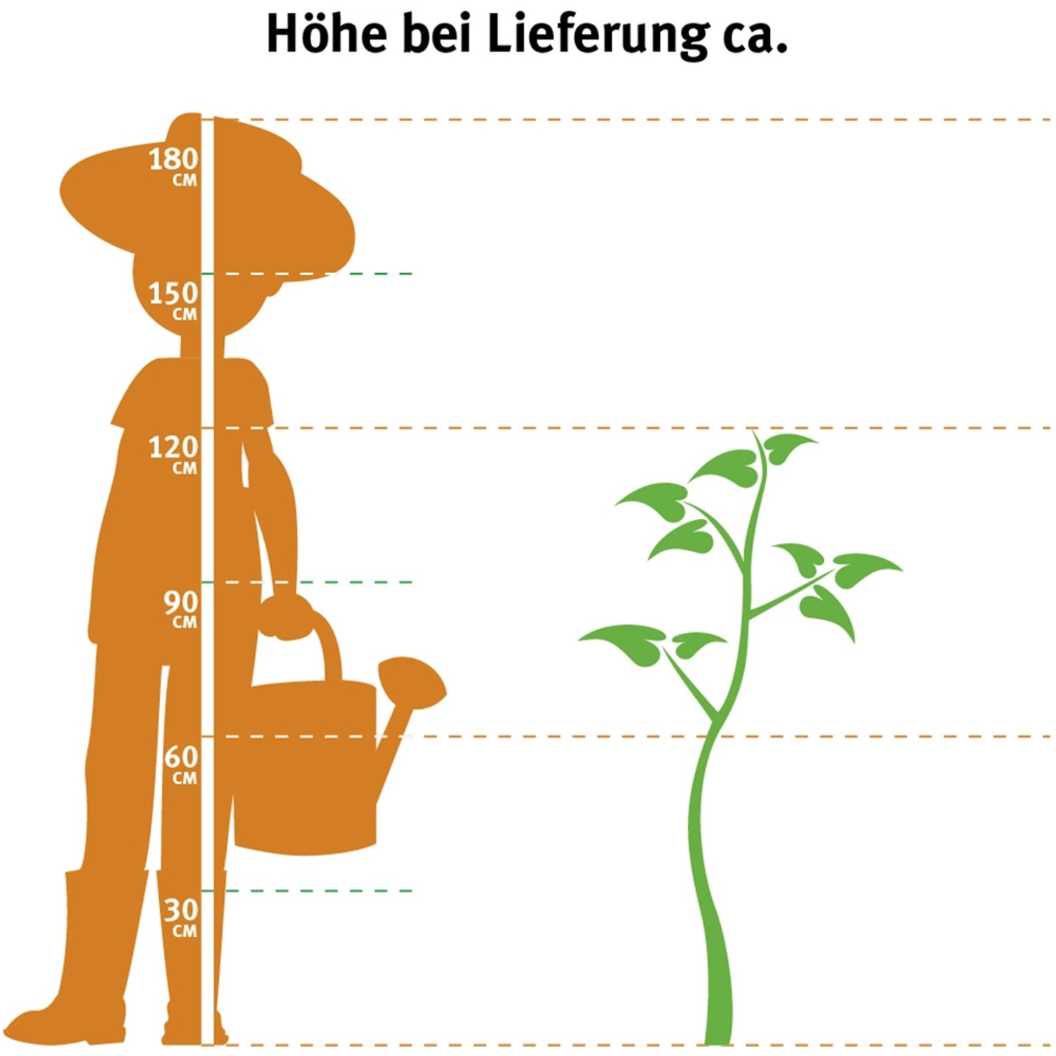 Illustration: Lebensbaum Smaragd Höhe bei Lieferung ca. 100-120cm im Vergleich zu einer Person.
