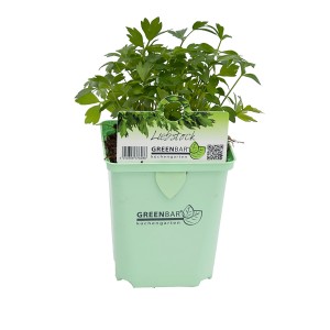 Liebstock (Maggikraut) im Topf, ca. 11 cm Durchmesser. Küchenkraut für würzige Speisen.