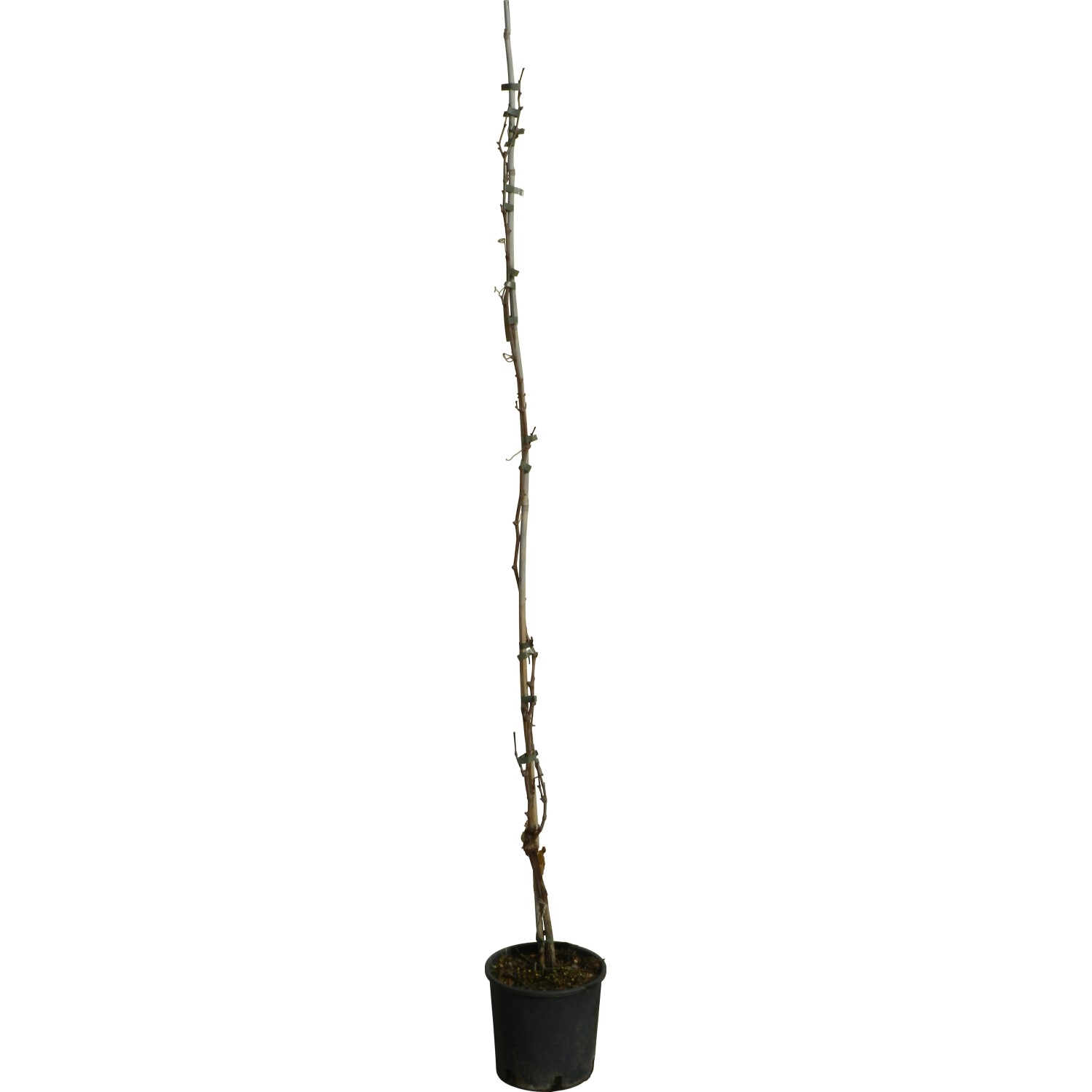GROW by OBI Weinrebe "Blau und Weiss" 150-175 cm 5 l Vitis kaufen bei OBI