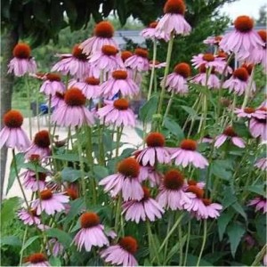 Sonnenhut 'Kims Knee High' (Echinacea purpurea) mit rosa Blüten und brauner Mitte im Gartenbeet.