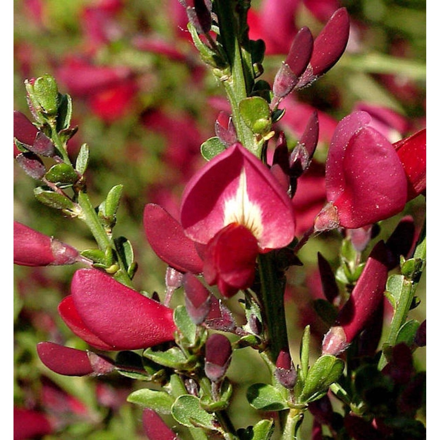 Edelginster Booskop Ruby 40-60cm - Cytisus scoparius günstig online kaufen