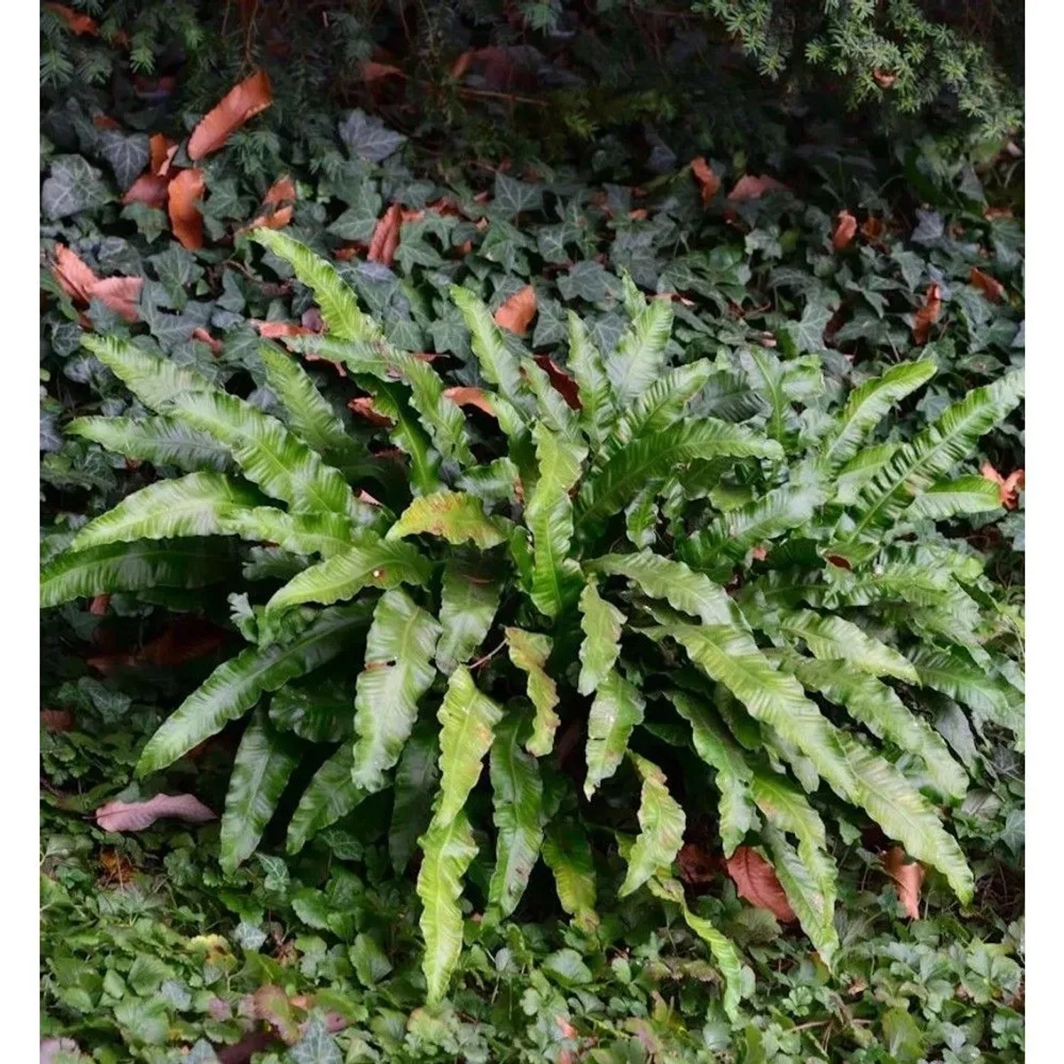kunstpflanze groß 150 cm Monstera Künstliche Pflanze auf Stamm 150 cm main image 1