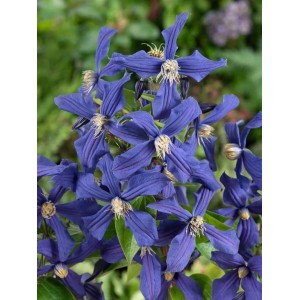 Blühende Clematis Integrifolia 'Durandii' mit tiefblauen Blüten, Nahaufnahme.