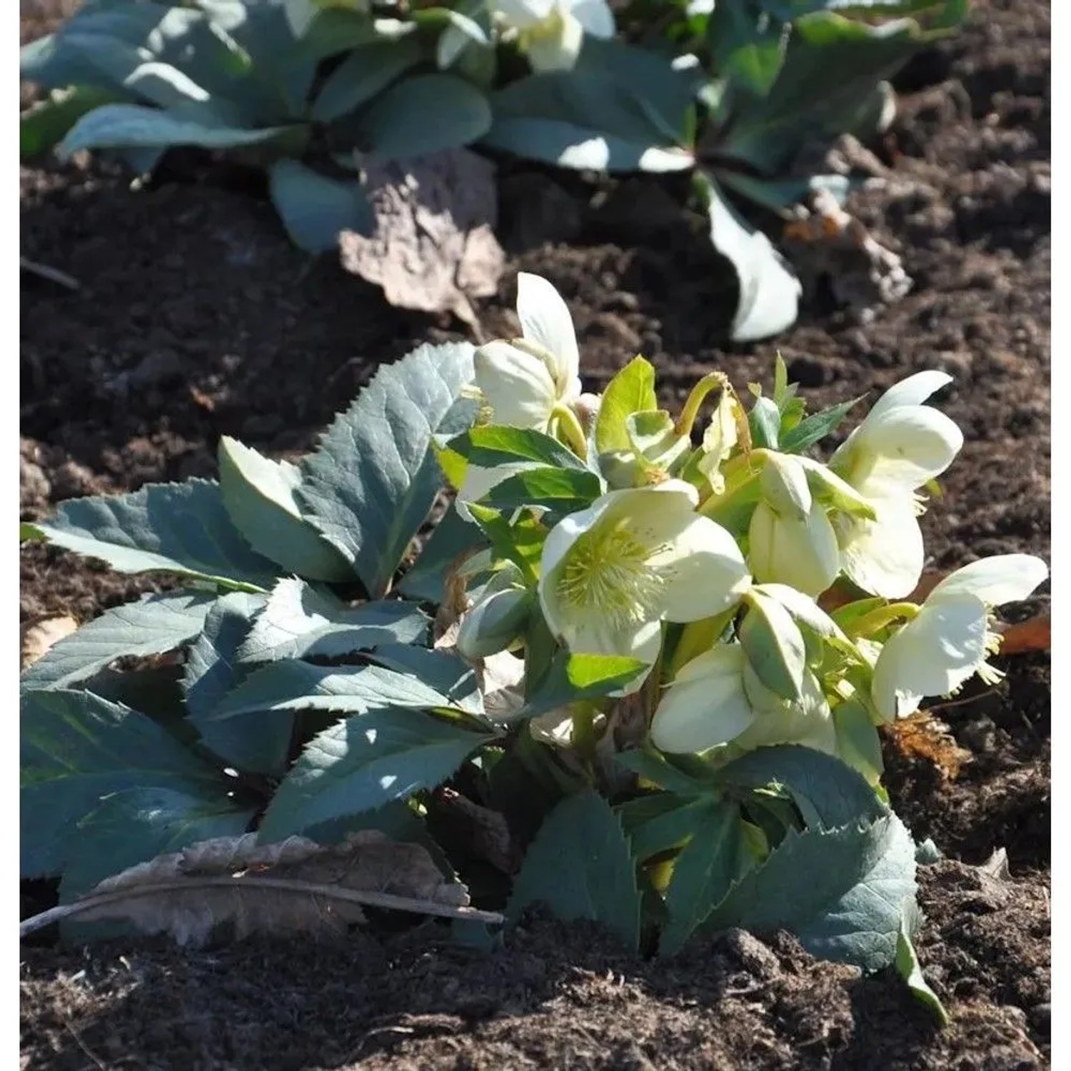 Christrose Lenzrose Double Ellen White - Helleborus orientalis