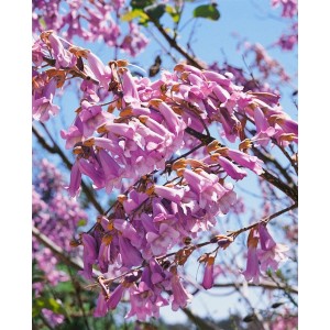 Blühender Blauglockenbaum (Paulownia Tomentosa) mit violetten Blüten.
