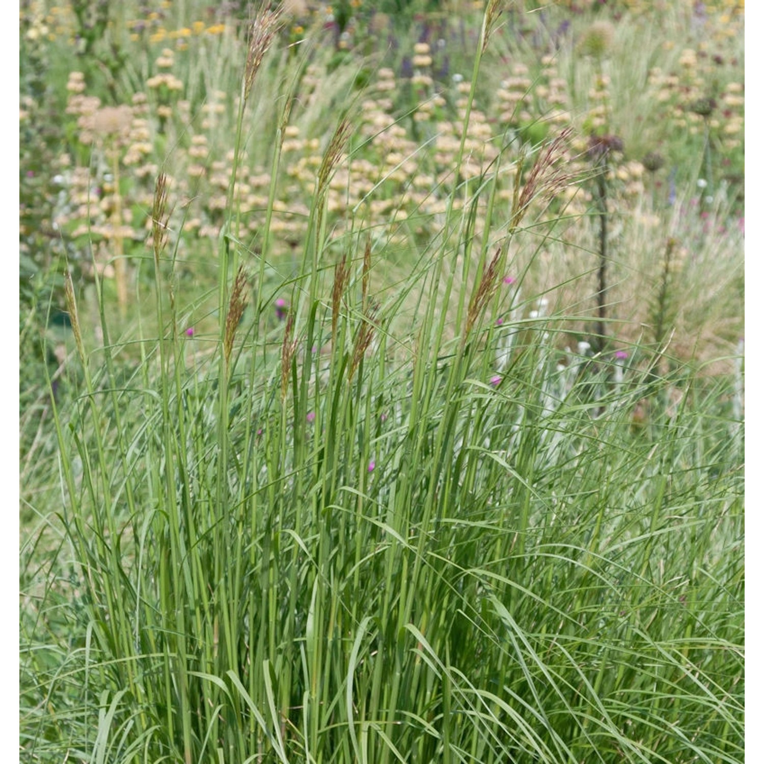 Goldbart - Chrysopogon gryllus günstig online kaufen