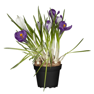 Krokus Violett im Topf, eine farbenfrohe Frühjahrsbepflanzung mit lila und weißen Blüten.