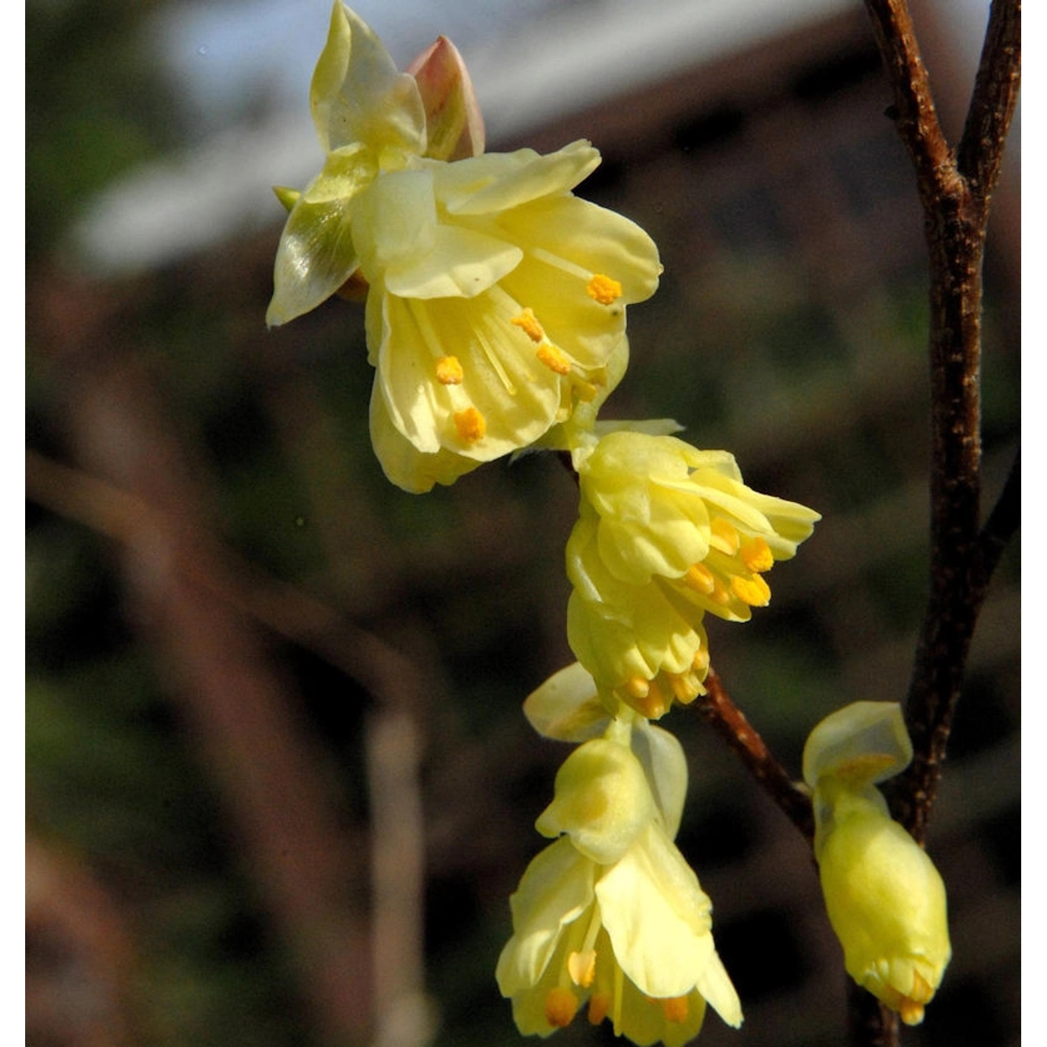 Niedrige Scheinhasel 40-60cm - Corylopsis pauciflora günstig online kaufen