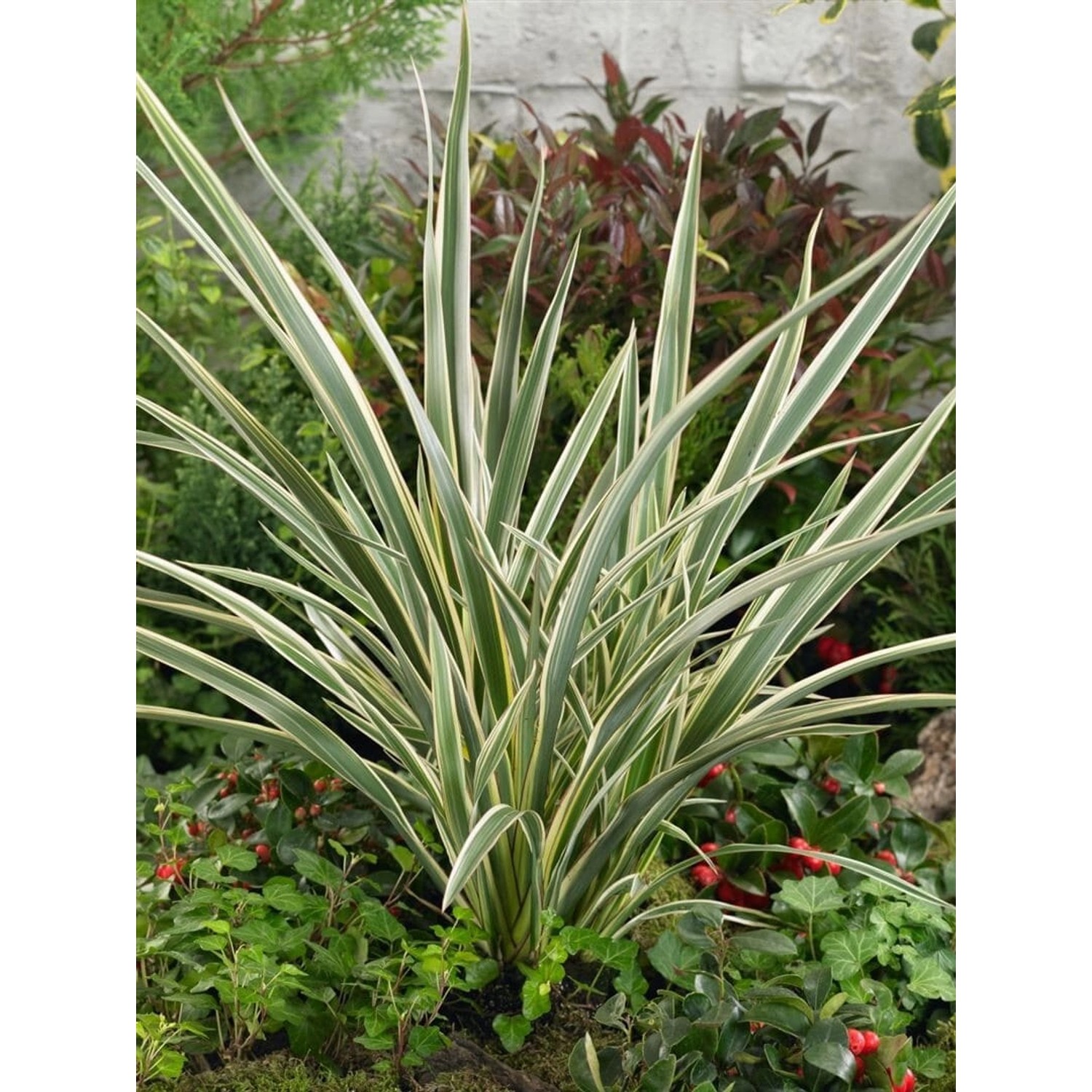 Phormium Tenax Tricolor Neuseeländer Flachs Bunt 60–100 cm günstig online kaufen