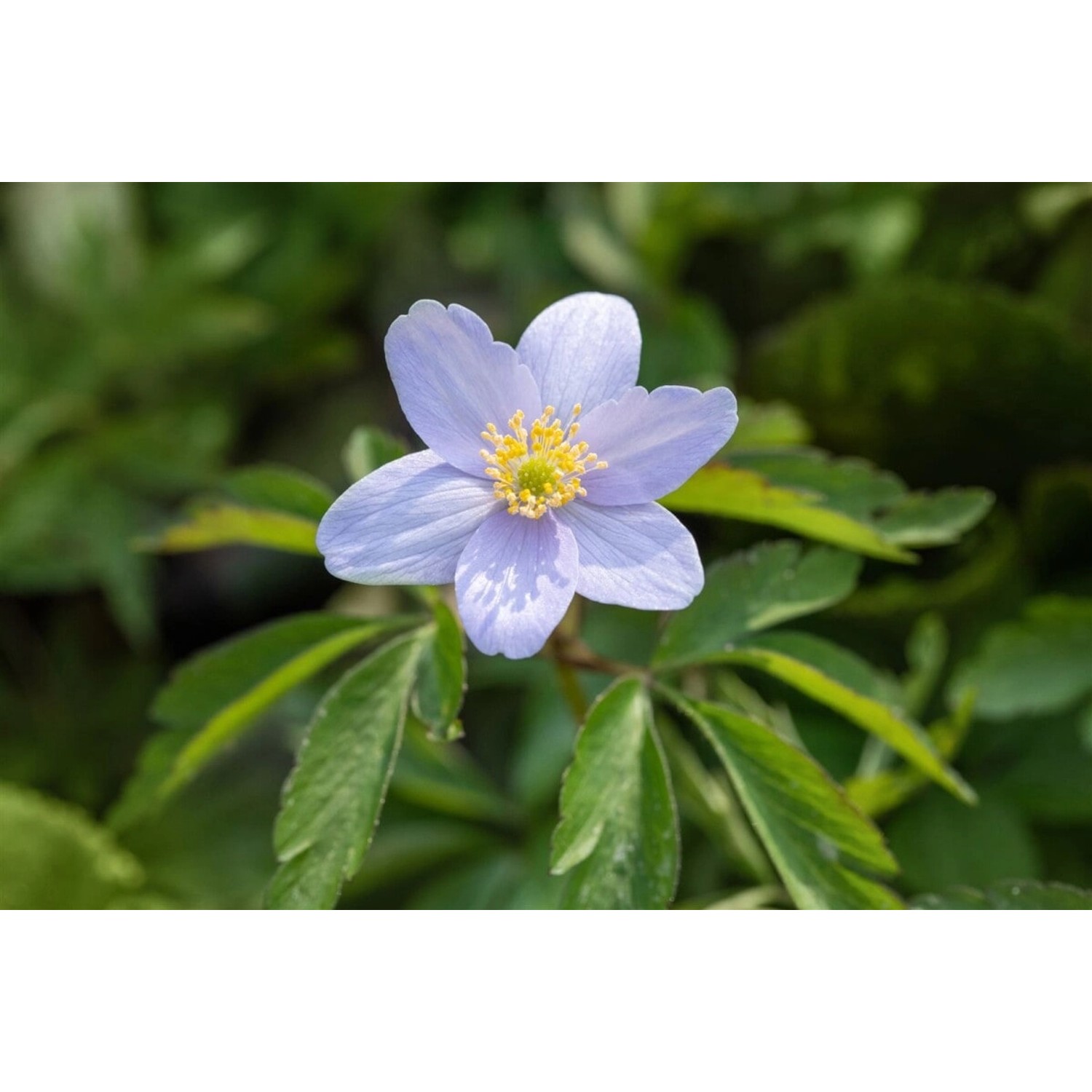 Anemone Nemorosa Robinsoniana Buschwindröschen Ca. 9x9 cm Topf günstig online kaufen