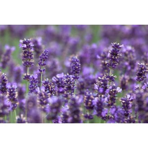 Blühender Lavendel 'Hidcote Blue' im 2 Liter Topf, violette Blütenstände im Detail.