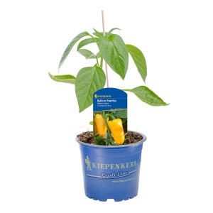 Kiepenkerl Paprika Belinda Yellow im Topf, gelbe Früchte und grüne Blätter.