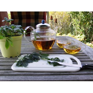 Blu Bio-Fünfblättriges Heilkraut im Topf, Teekanne und Tassen mit Tee auf einem Holztisch.