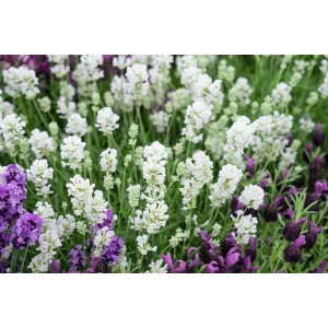 Nahaufnahme des weißen Lavendel Arctic Snow im Topf, eine blühende Zimmerpflanze.