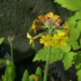 Gelber Etagenprimel - Primula bulleyana