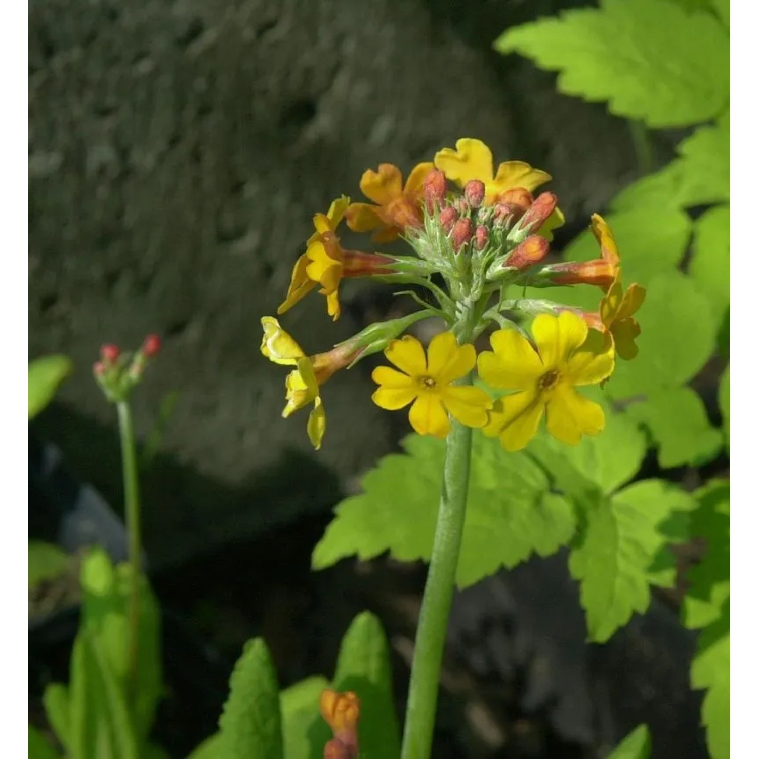 Gelber Etagenprimel - Primula bulleyana