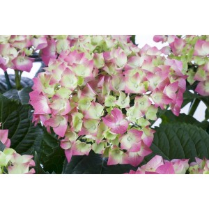 Nahaufnahme der Bauernhortensie 'Leuchtfeuer' mit pink-grünen Blüten, Zimmerpflanze.