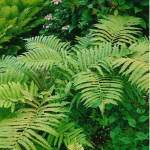 Nahaufnahme des grünen, aufrechten Straußenfarns (Matteuccia Orientalis) im 9x9 cm Topf.