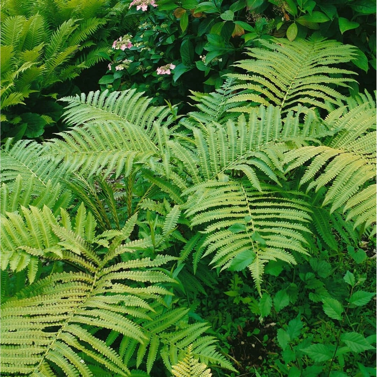 Matteuccia Orientalis Ca. 9x9 cm Topf günstig online kaufen