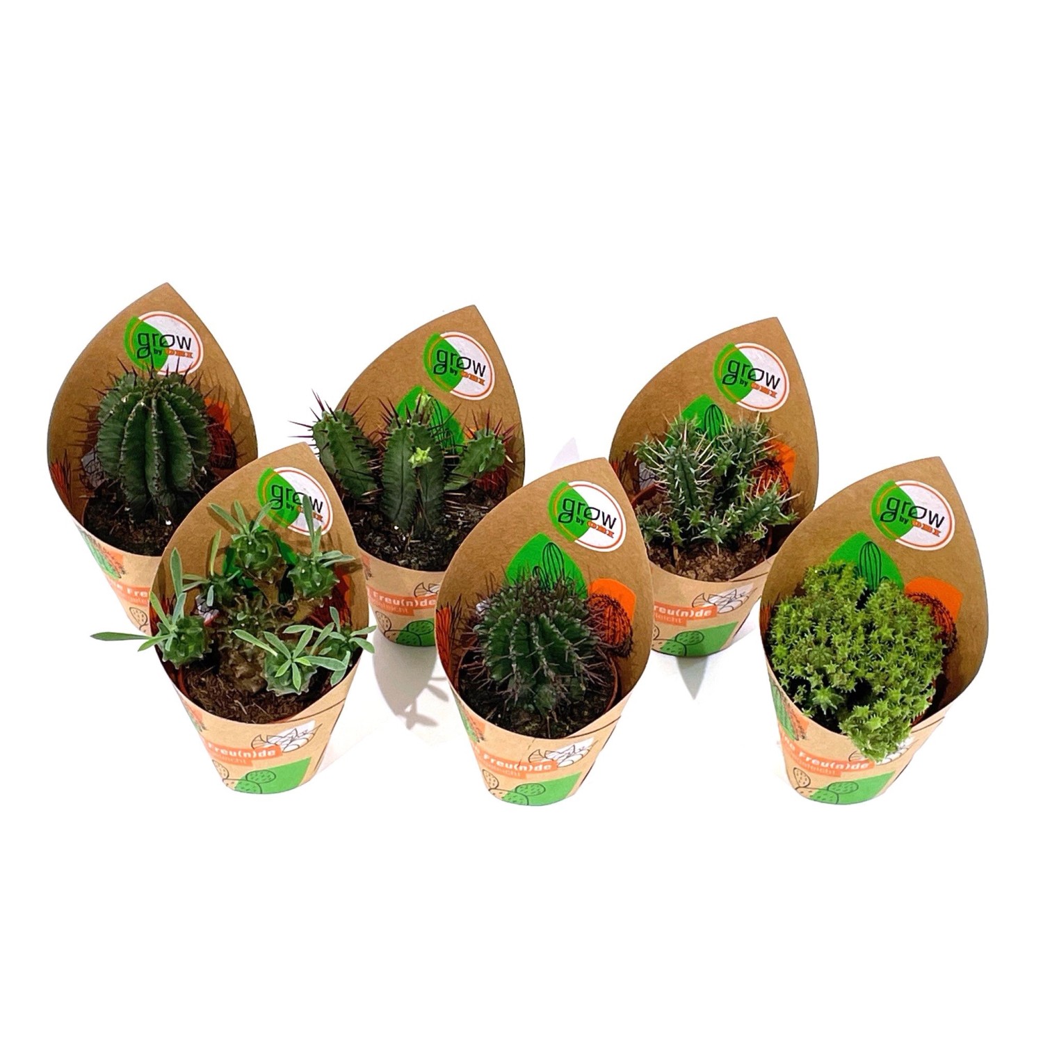 GROW by OBI Euphorbia 6-fach sortiert Topf-Ø ca. 5,5 cm