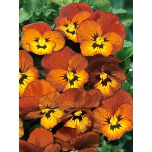 Nahaufnahme von Hornveilchen Irish Molly im 9x9 cm Topf, gelb-braune Blütenblätter mit dunklem Zentrum.