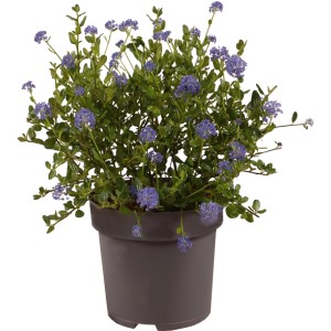 Säckelblume 'Victoria' im Topf, ca. 40 cm hoch, mit tiefblauen Blüten.