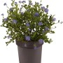 Säckelblume 'Victoria' im Topf, ca. 40 cm hoch, mit tiefblauen Blüten.