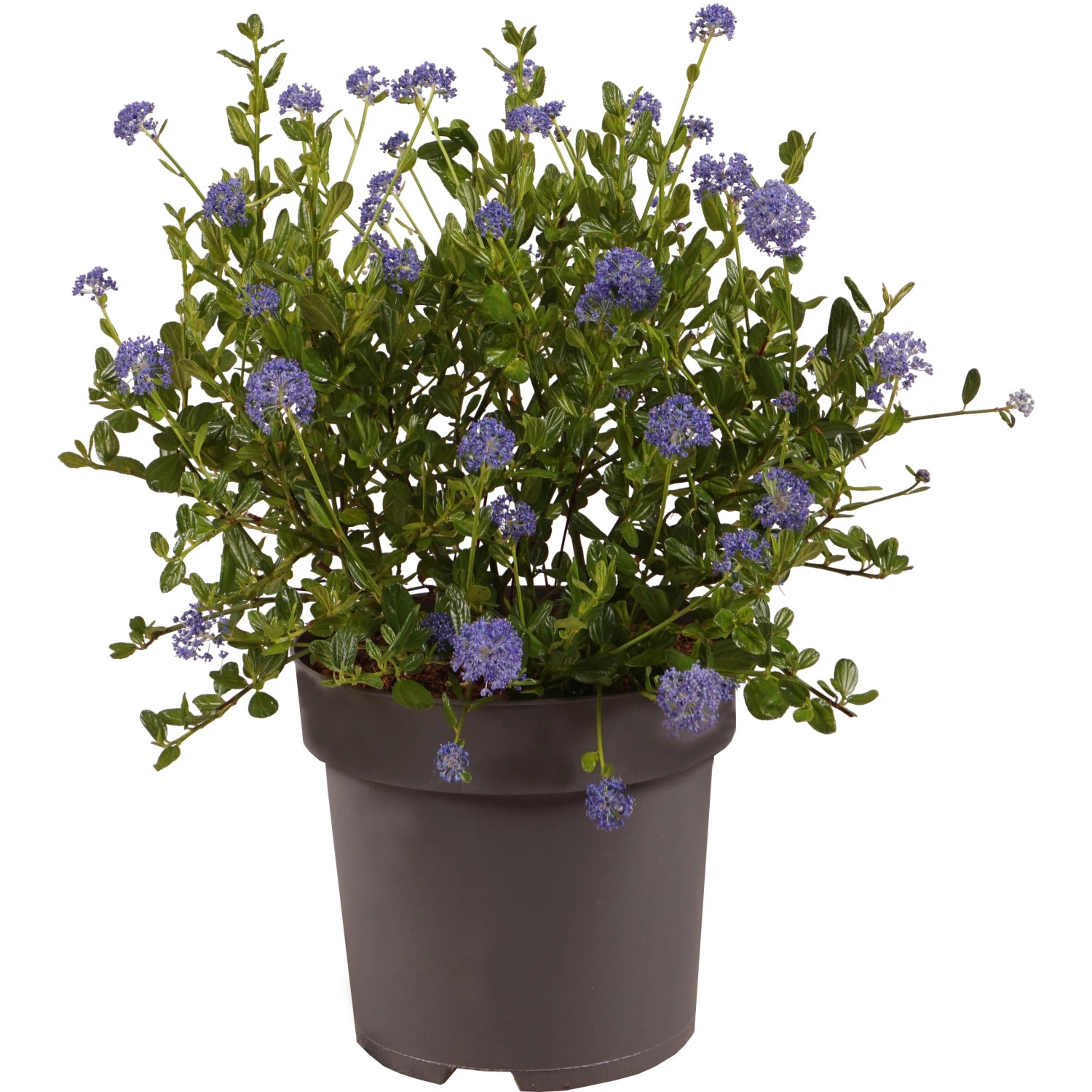 GROW by OBI Säckelblume Höhe ca. 40 cm Topf 2,8, Ceanothus impressus Victoria