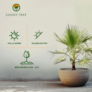 Sunny-Tree Palme Washingtonia Robusta 140-160 cm inkl. Topf Mexikanische Fächerpalme
