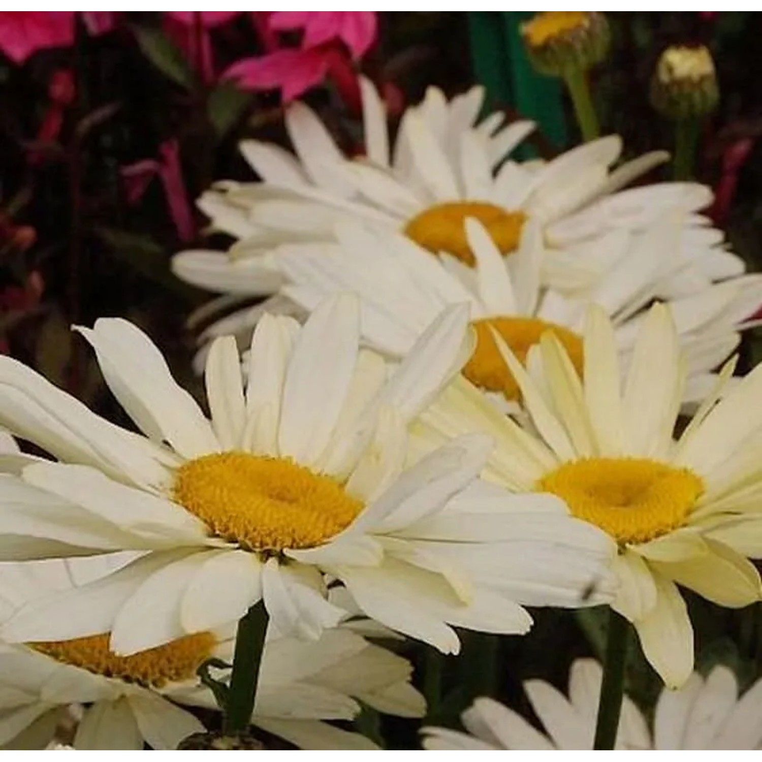 Gartenmargerite Banana Cream - Leucanthemum superbum