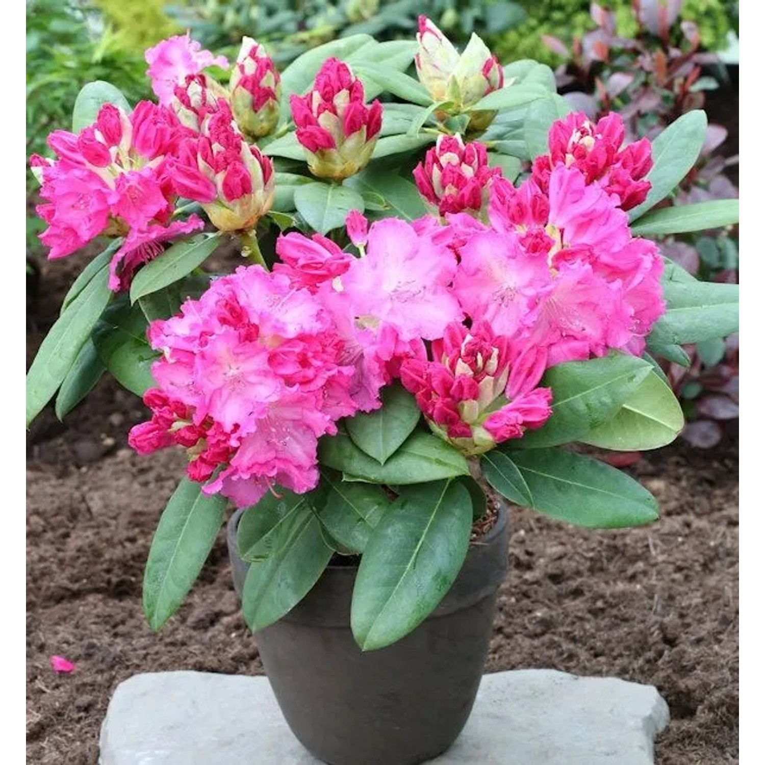 Großblumige Rhododendron Germania 25-30cm - Alpenrose