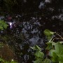 Heissner SMART LIGHT LED-Spot im Teich, 3W Multicolor, Edelstahl. Teichbeleuchtung mit variabler Montage.